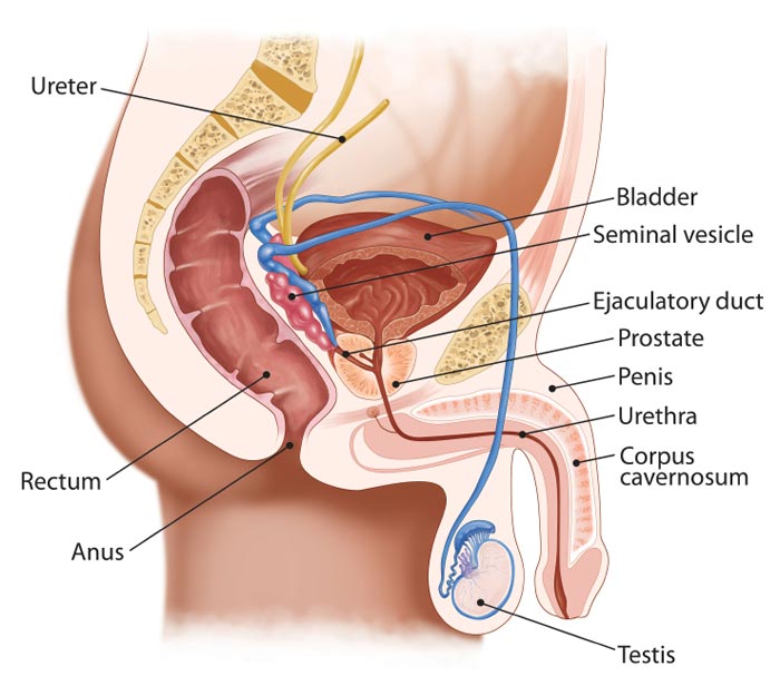 a prostatitis enterosgelrel