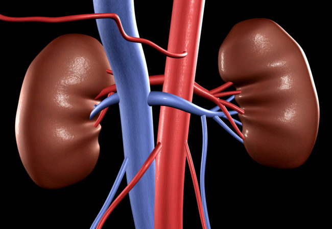 Open Secrets to Keep Your Kidneys Healthy