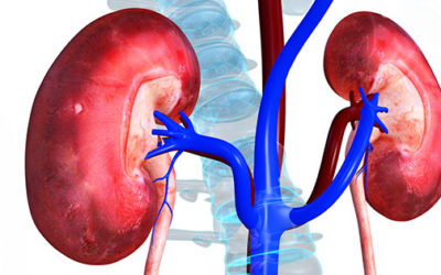 The Leading cause of Kidney Disease which damages the Kidney