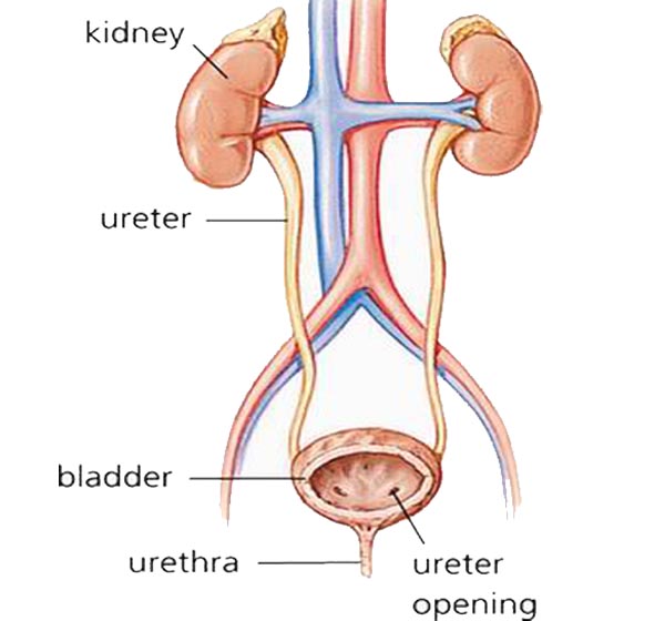 The Role of Urology Department and Tips of Necessity to Concern them